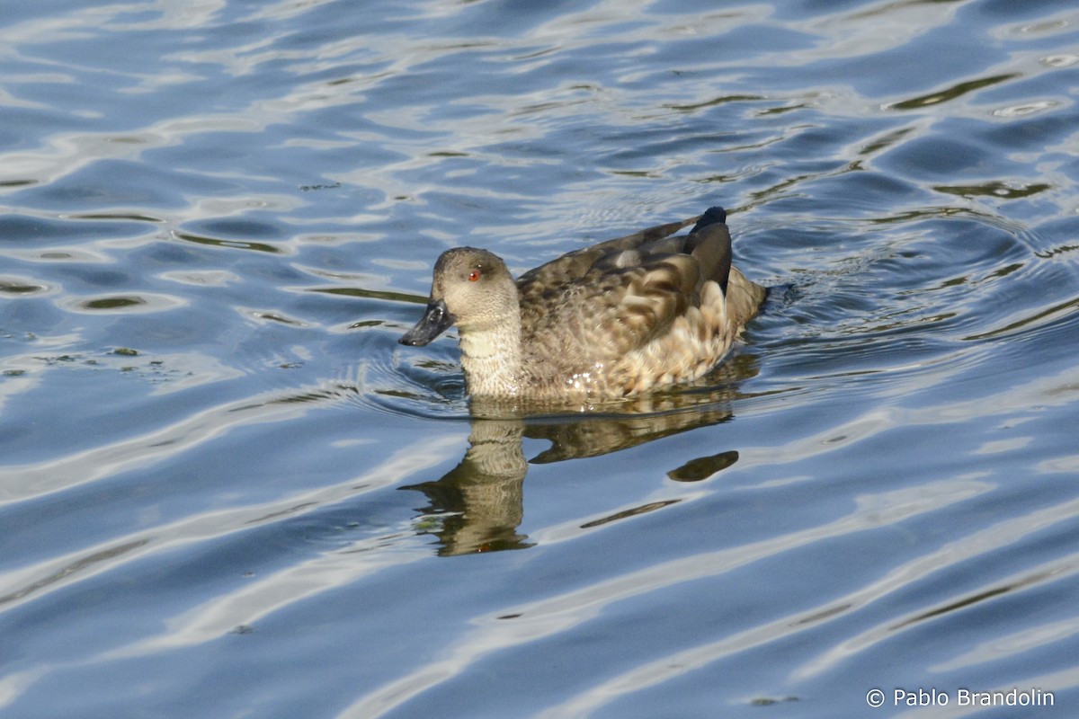 Crested Duck - ML139477521