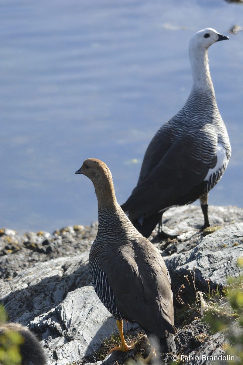 Upland Goose (Bar-breasted) - ML139477711