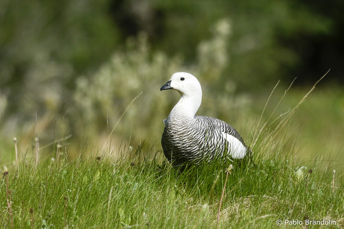 Upland Goose (Bar-breasted) - ML139477851