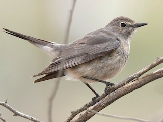Молодая птица - AREF ALAWADHI - ML139478281