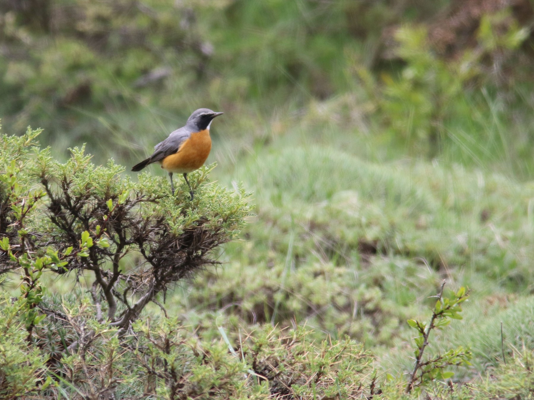 White-throated Robin - Olivier Langrand