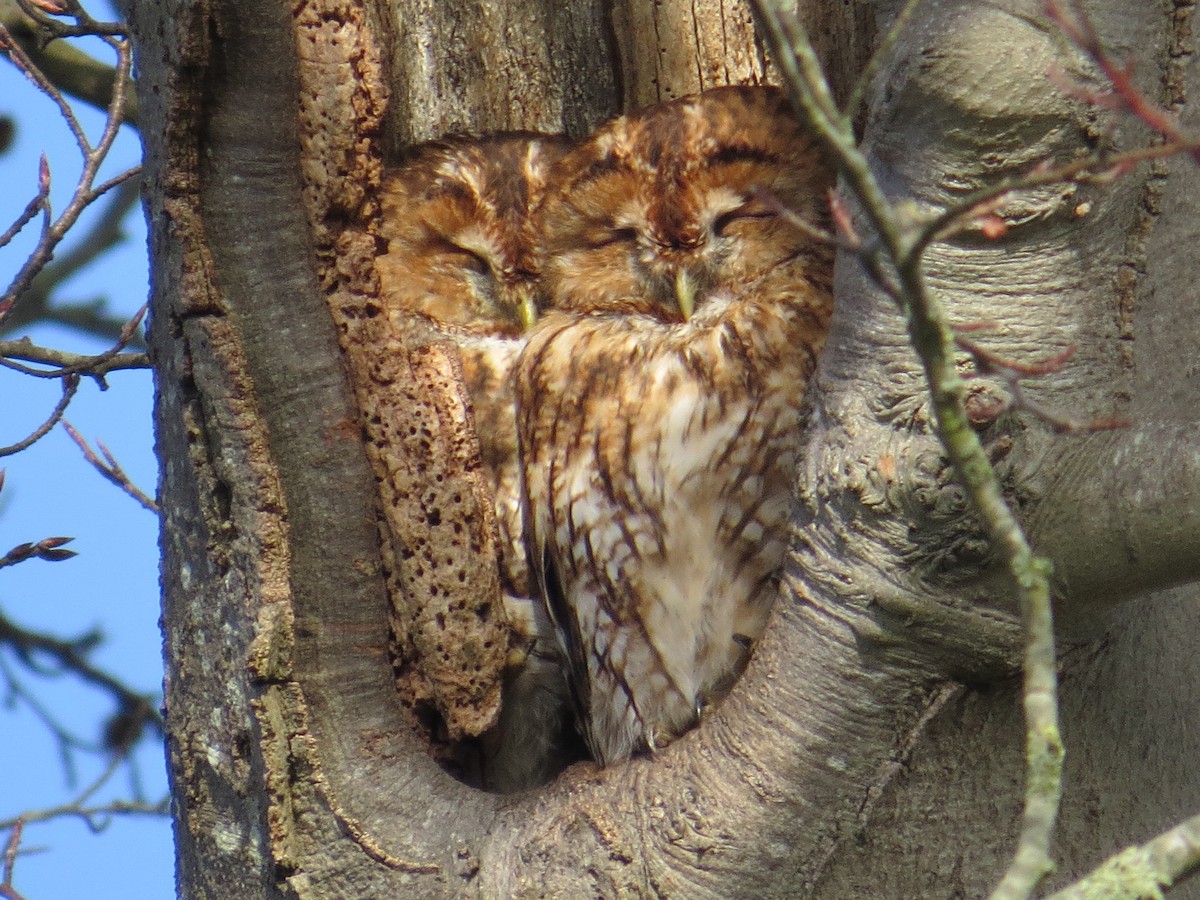 Tawny Owl - ML139478531