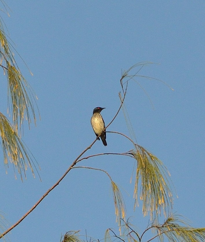 Short-tailed Starling - ML139479561