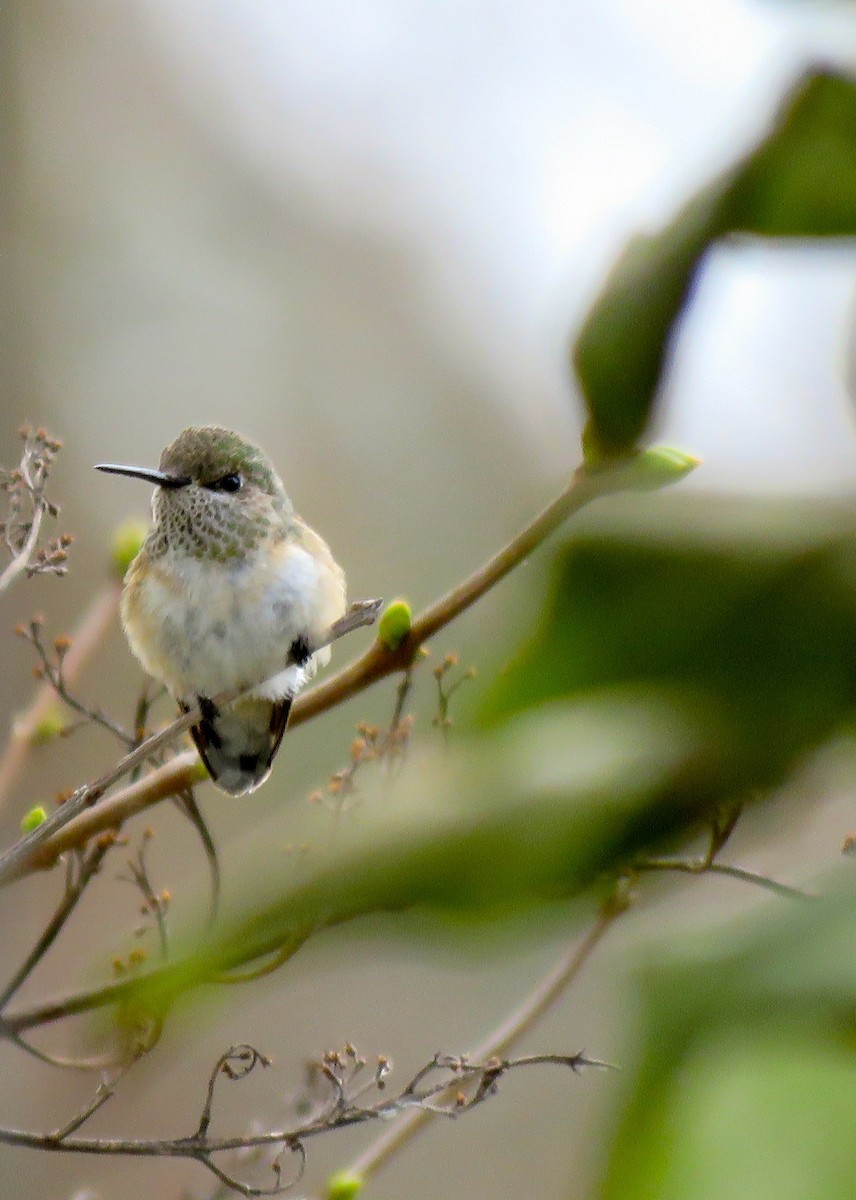Calliope Hummingbird - Lisa Owens
