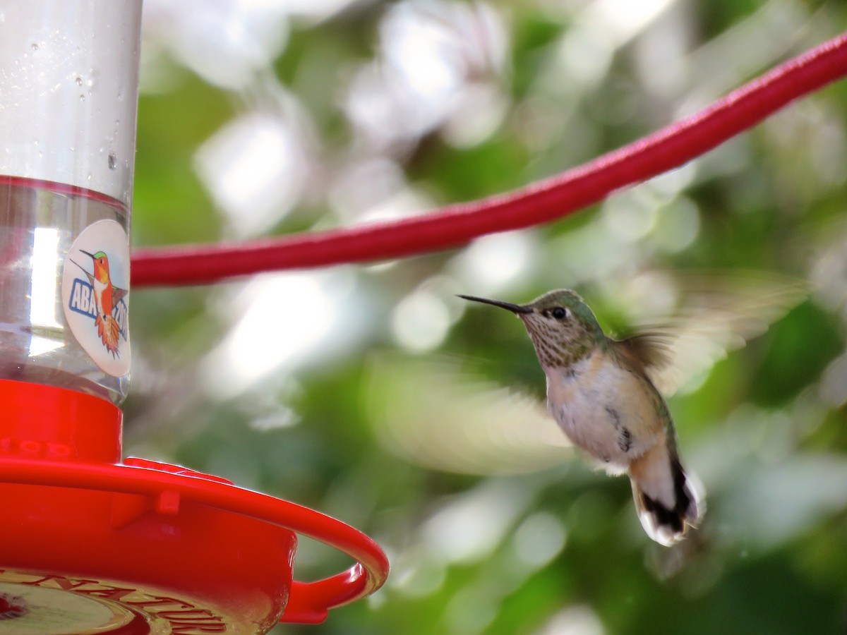 Calliope Hummingbird - ML139480151