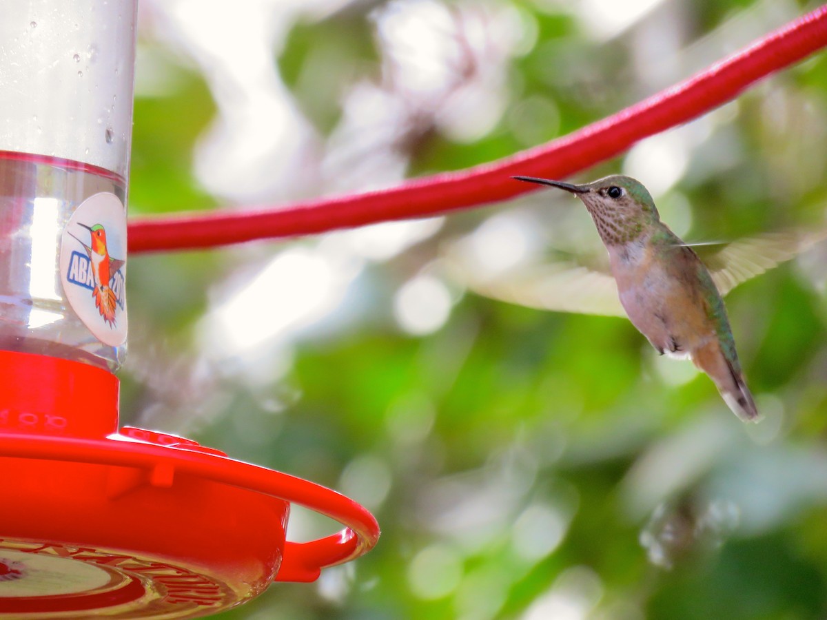 Calliope Hummingbird - ML139480161