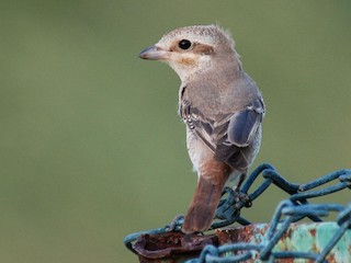 Молодая птица - Peter Arras - ML139480291