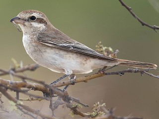 Молодая птица - Howard Heaton - ML139480341