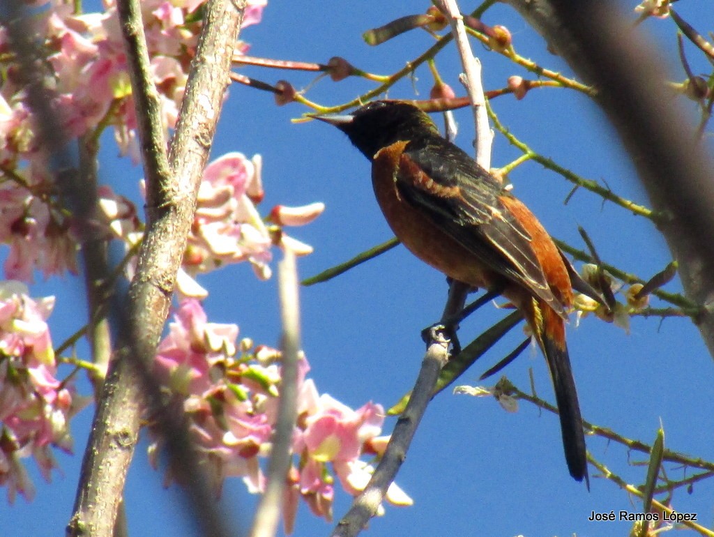 Orchard Oriole - ML139480541