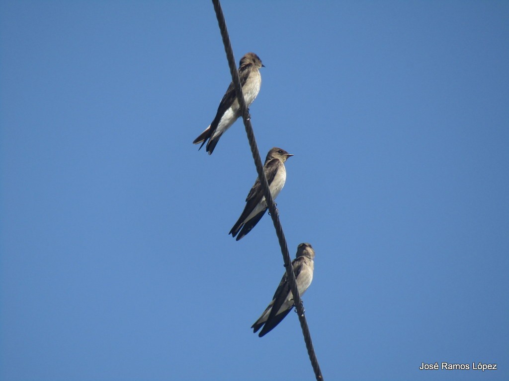 Northern Rough-winged Swallow - Jose Ramos