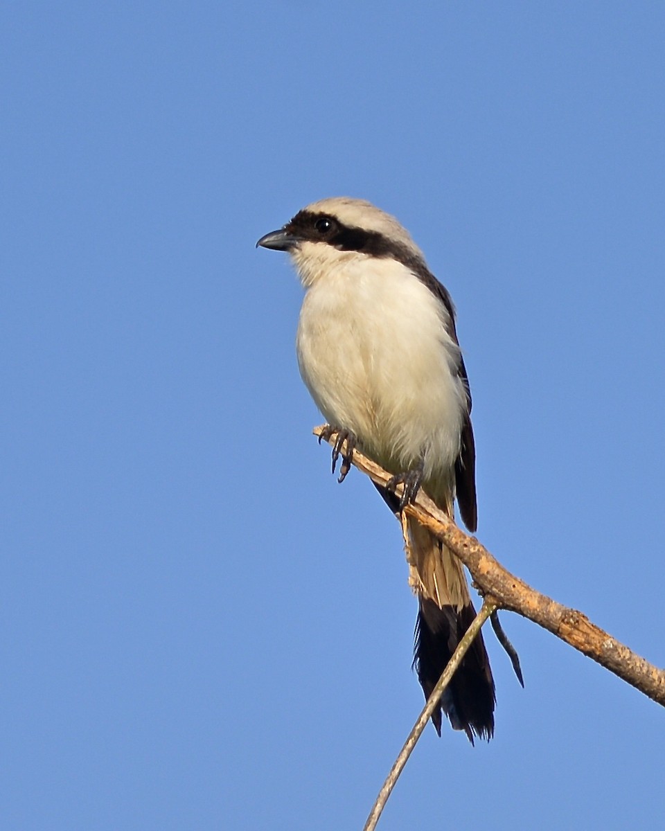 Gray-backed Fiscal - Gerald Friesen