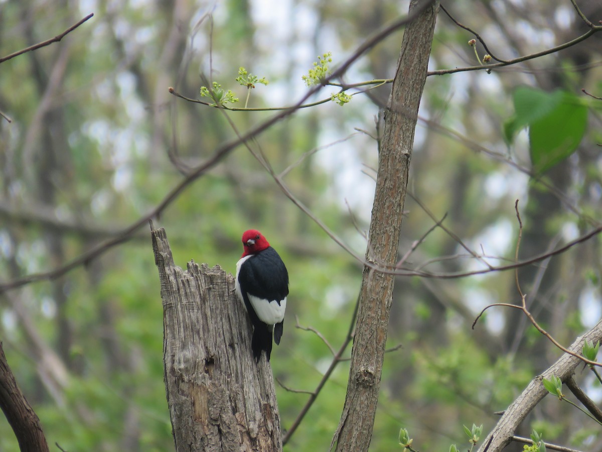 Red-headed Woodpecker - KM Andersen
