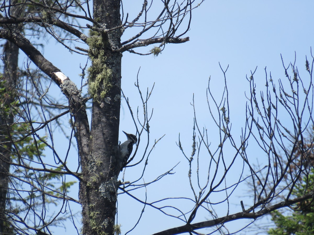 ebird-checklist-20-jun-2015-bloomingdale-bog-trail-25-species