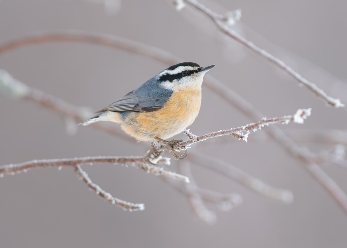 Red-breasted Nuthatch - ML139485801
