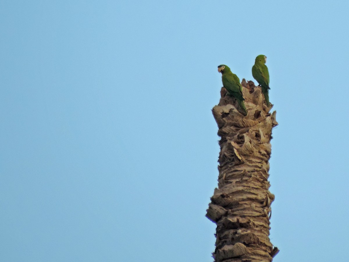 Red-shouldered Macaw - Edvaldo Júnior