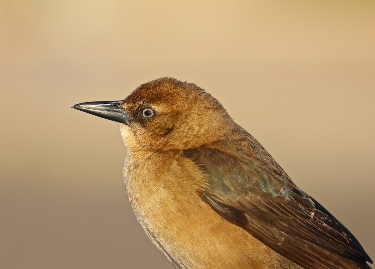 Boat-tailed Grackle - Drew Chaney