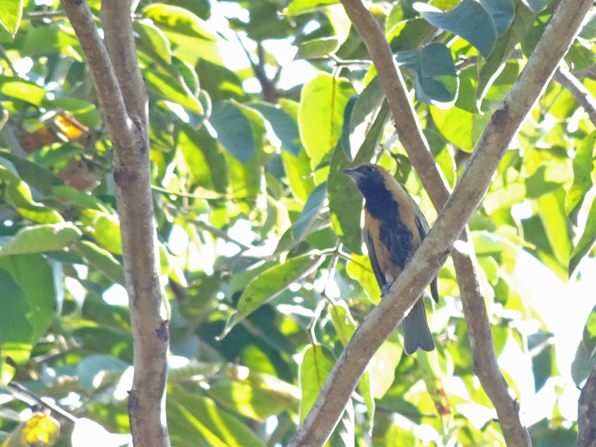 Burnished-buff Tanager - ML139492751