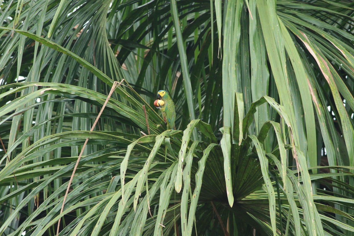 Red-bellied Macaw - Edward  Brinkley