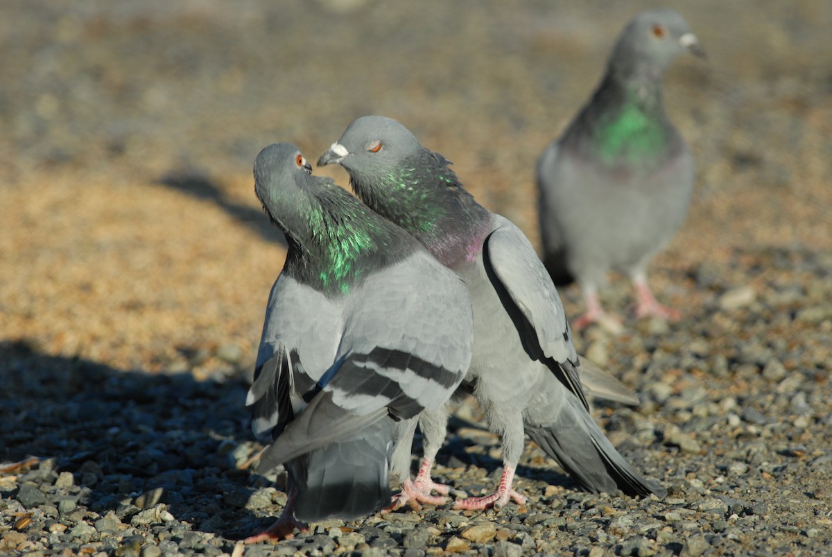 Rock Pigeon (Feral Pigeon) - ML139497551