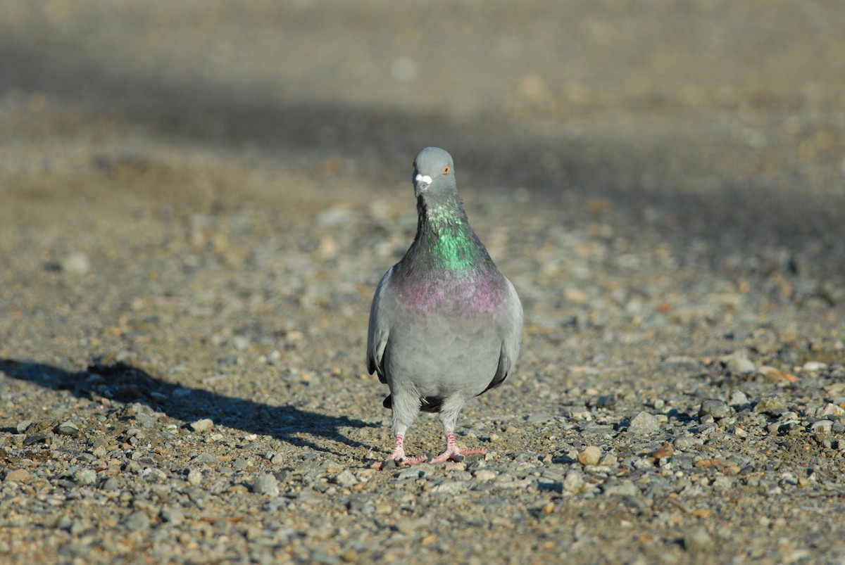Rock Pigeon (Feral Pigeon) - ML139497561