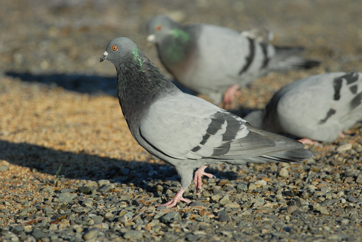 Rock Pigeon (Feral Pigeon) - ML139497581