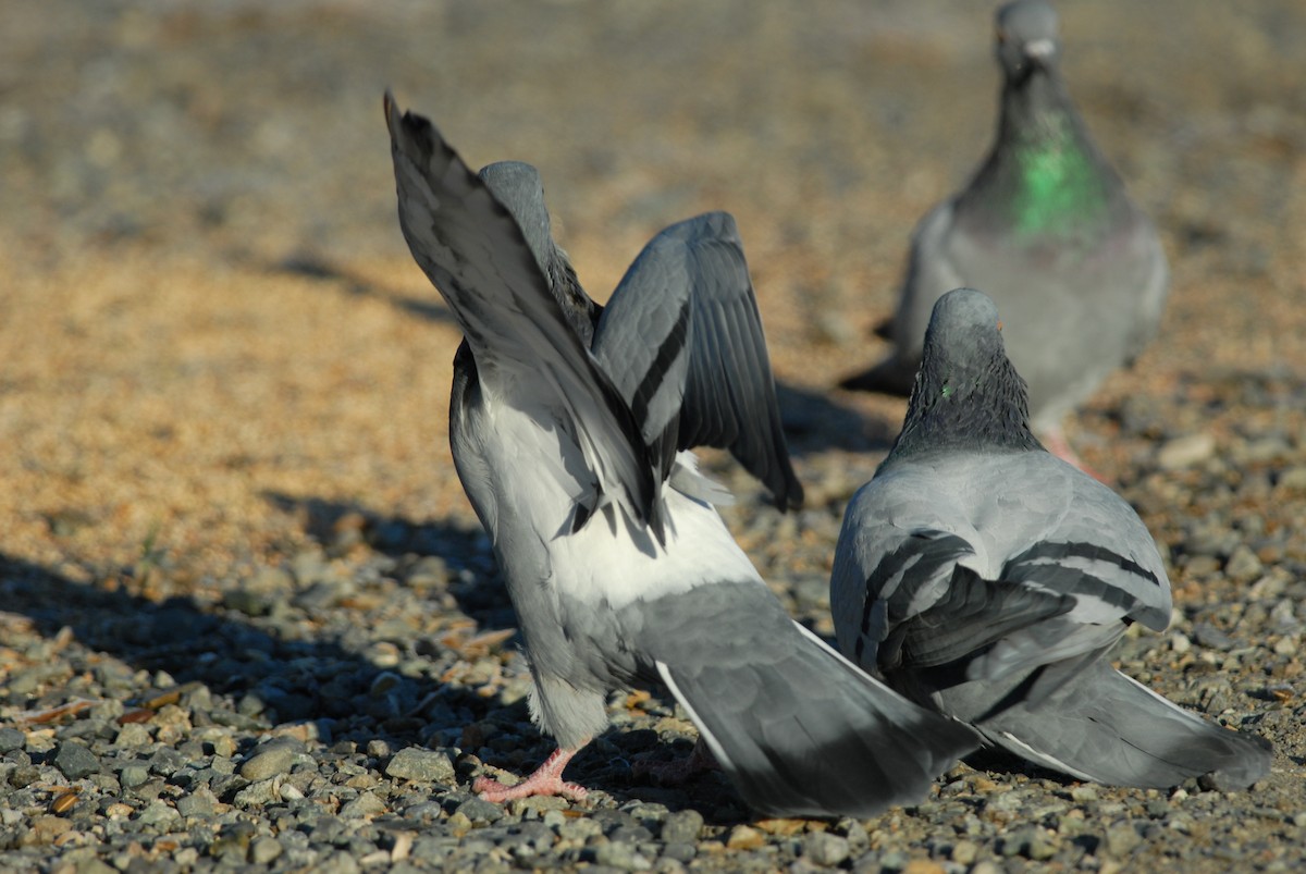 Rock Pigeon (Feral Pigeon) - ML139497591