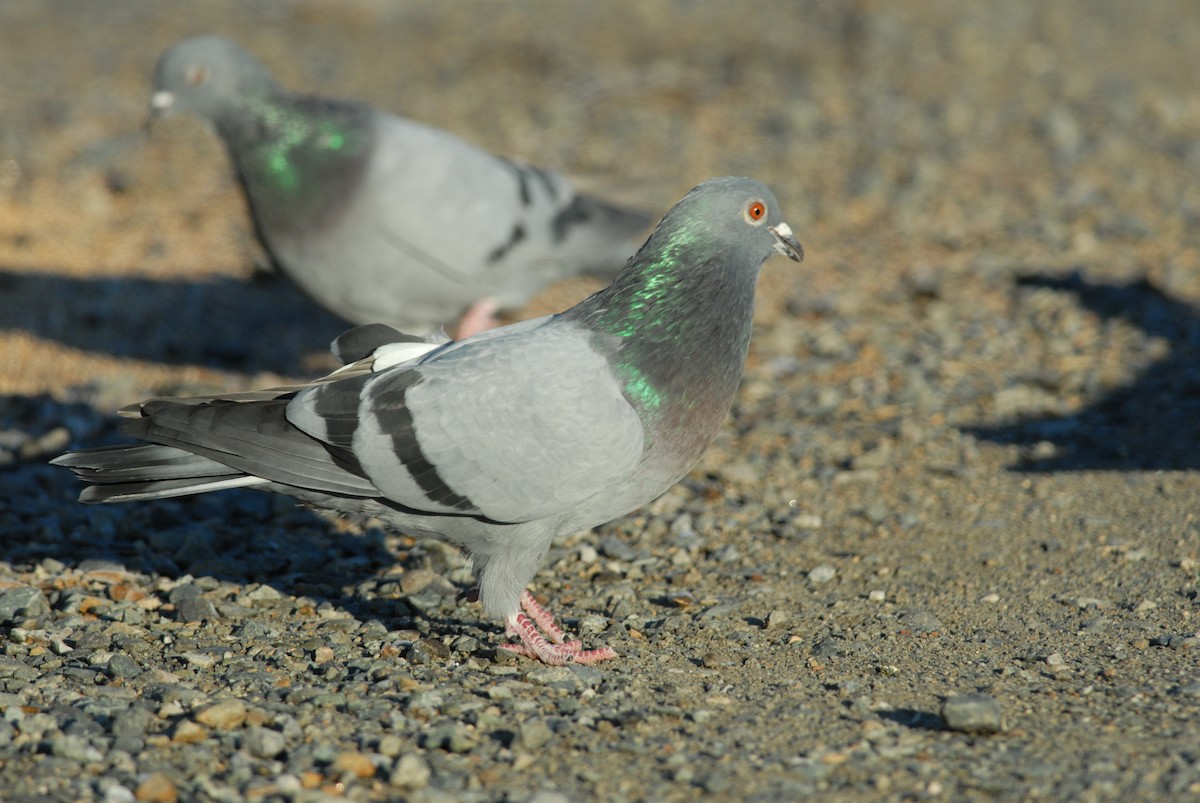Rock Pigeon (Feral Pigeon) - ML139497611