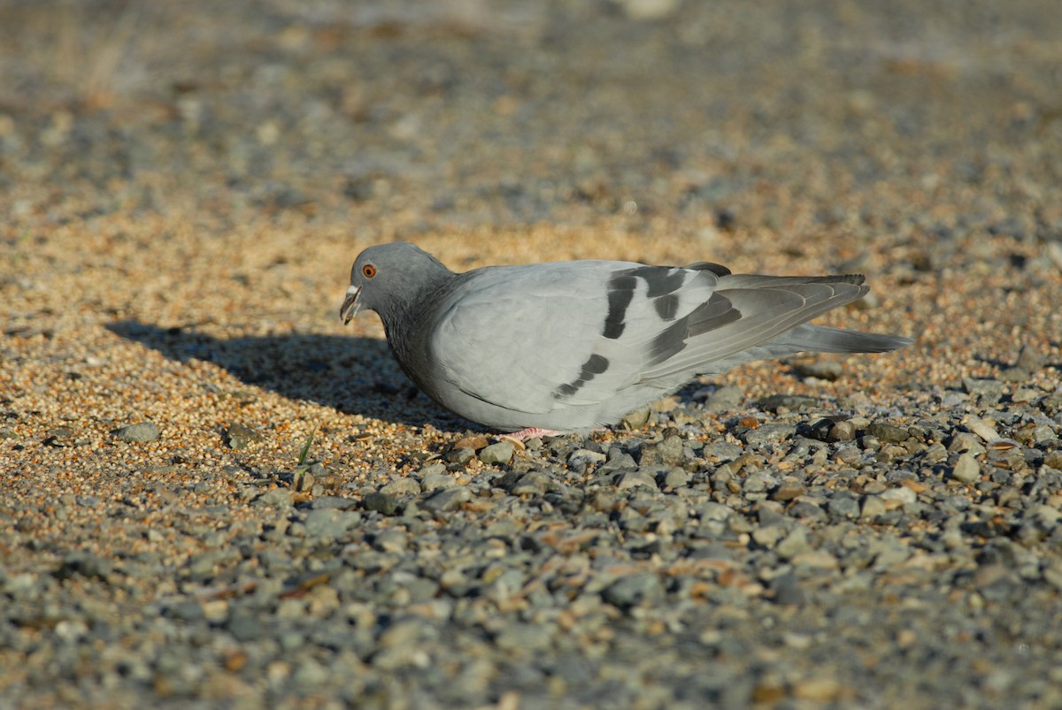 Rock Pigeon (Feral Pigeon) - ML139497641