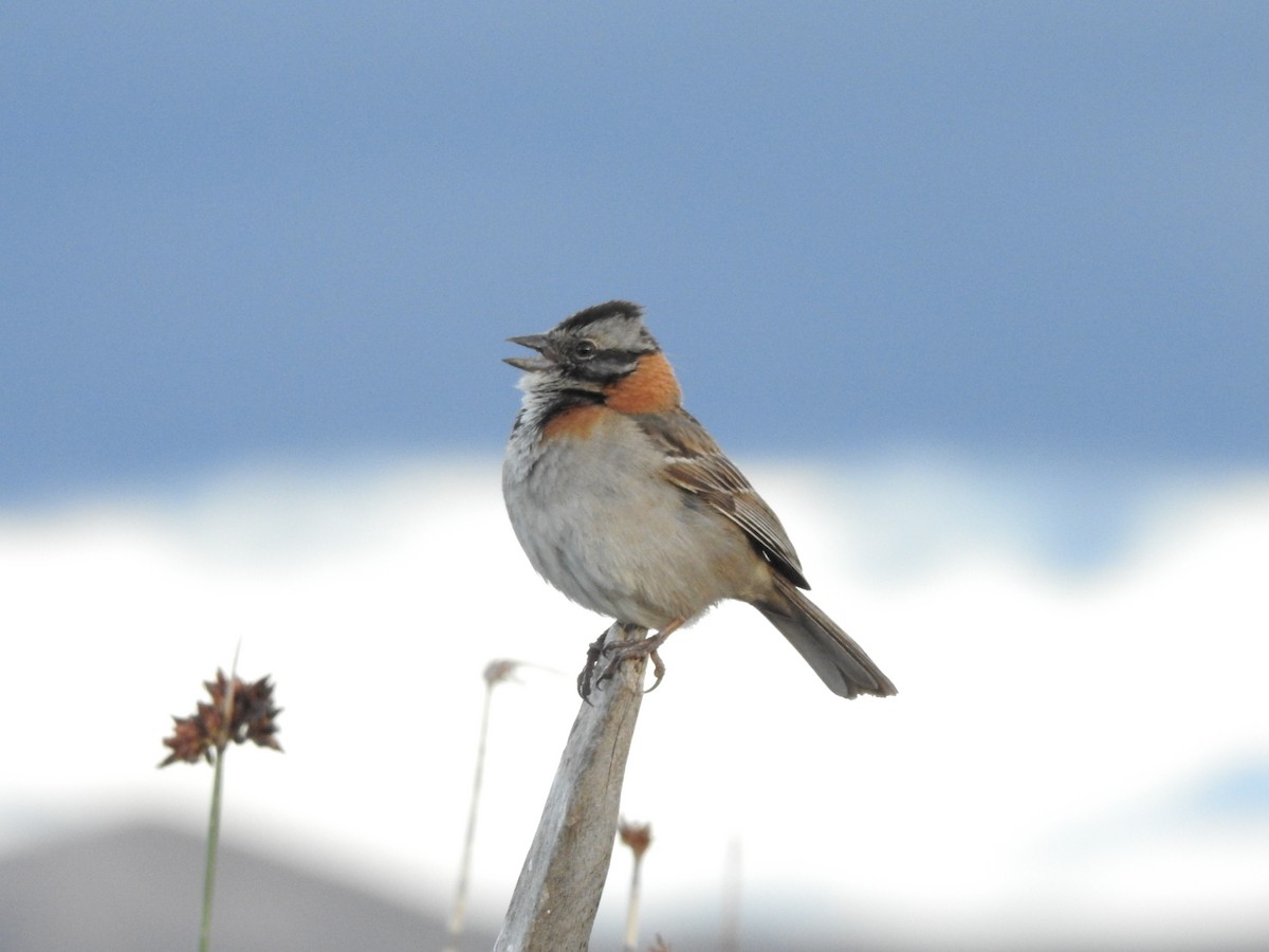 Rufous-collared Sparrow - ML139500431