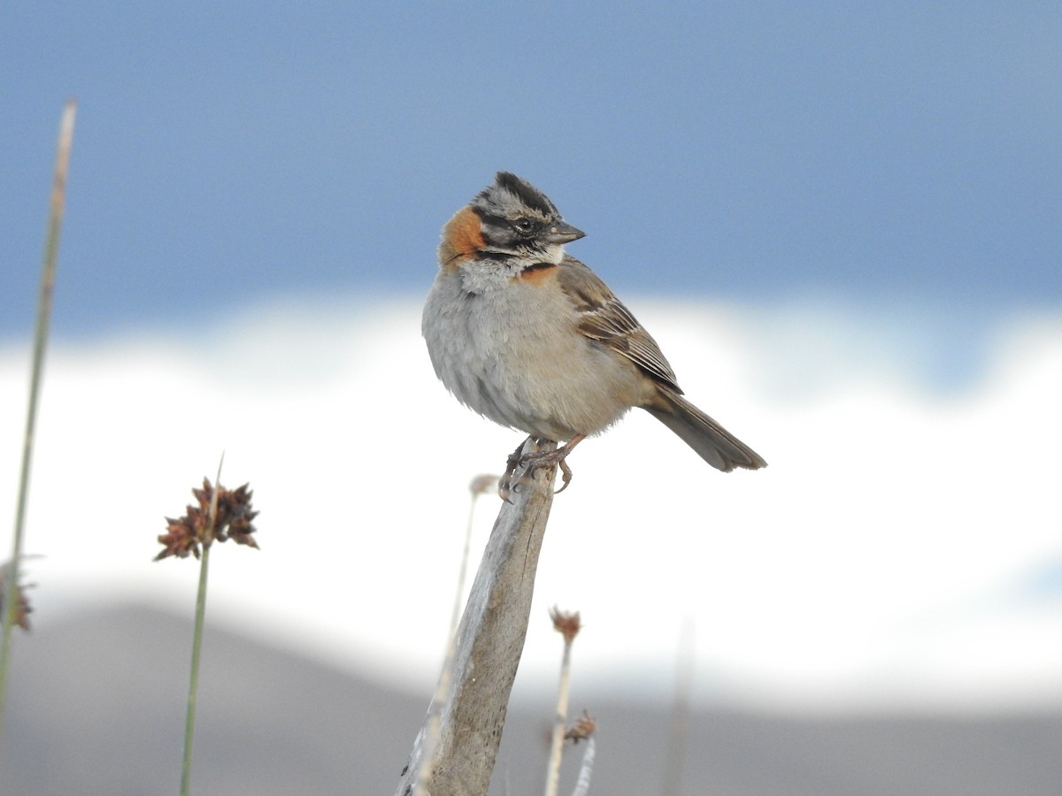 Rufous-collared Sparrow - ML139500441