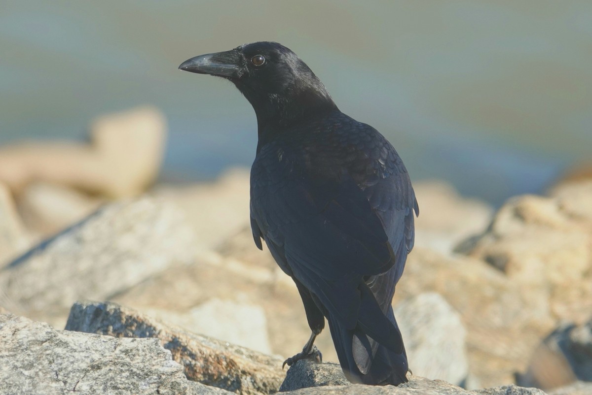 American Crow - deborah grimes