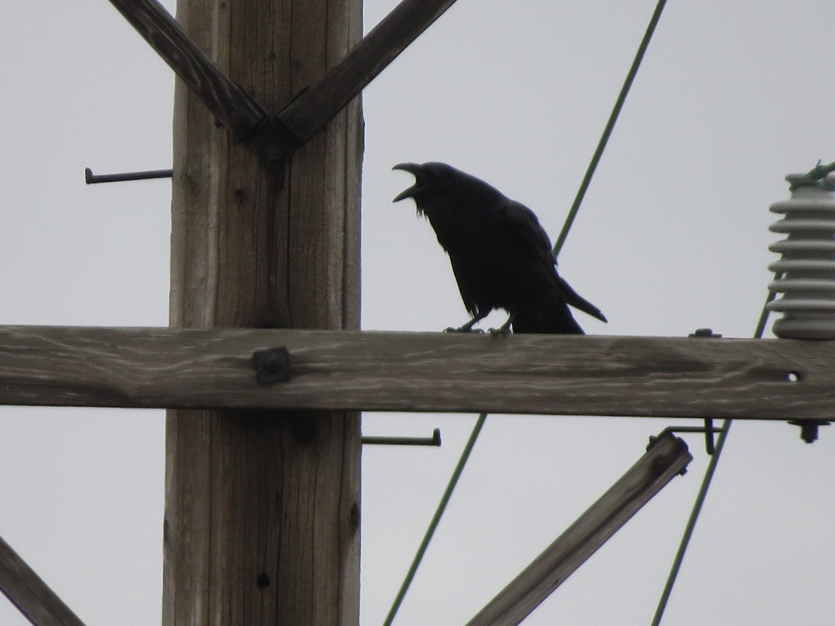 Common Raven - Anonymous