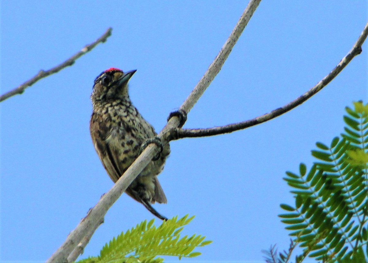 White-wedged Piculet - ML139501341