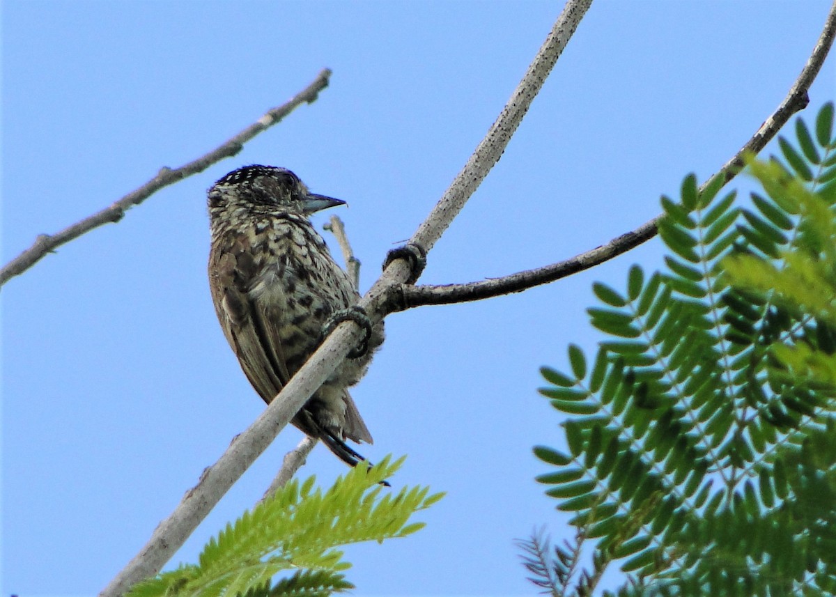 new world piculet sp. - ML139501441