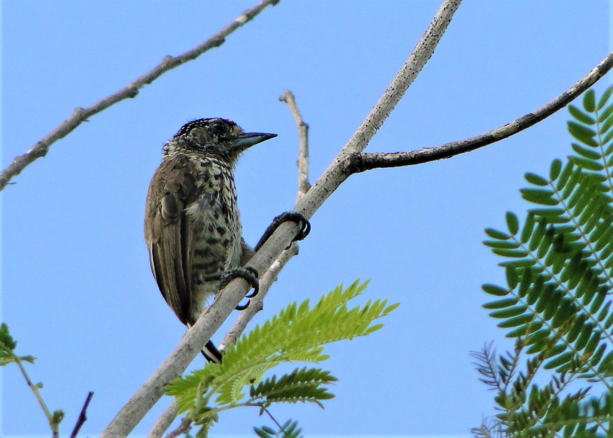 new world piculet sp. - ML139501491