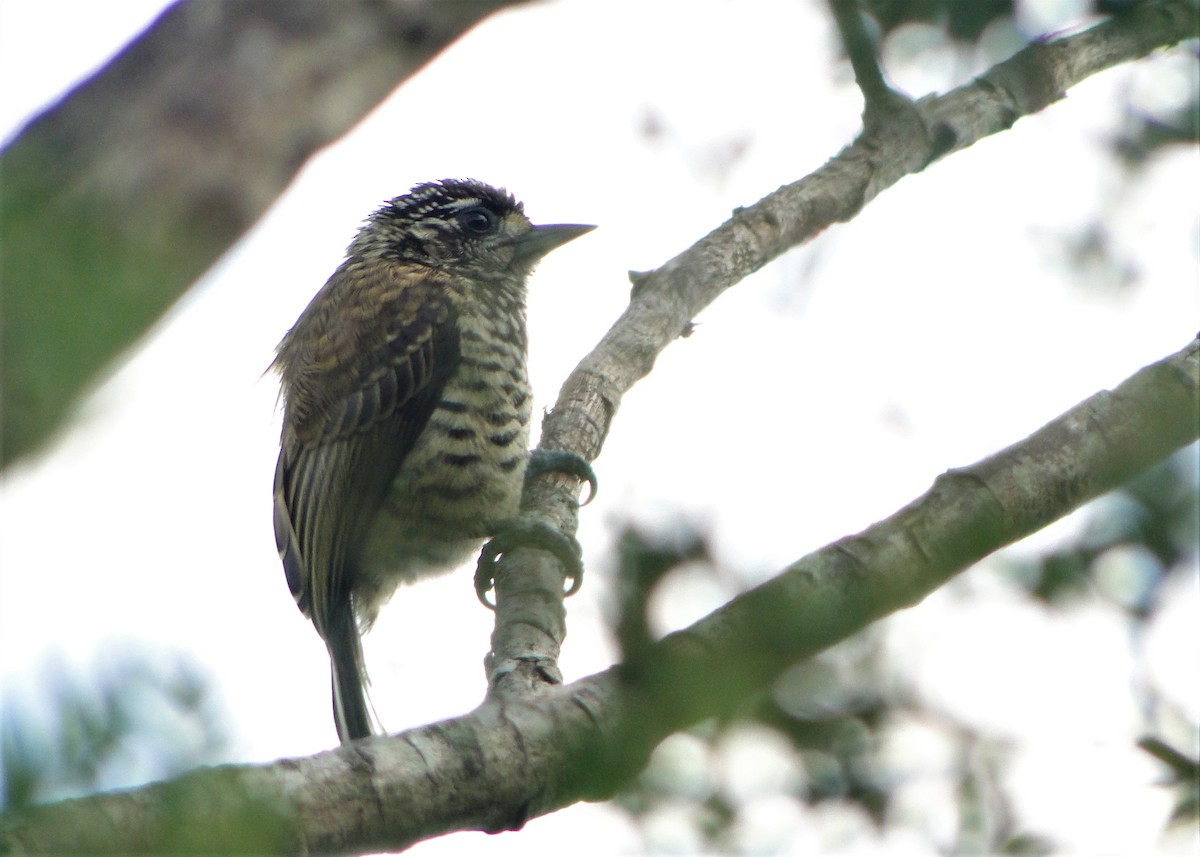 new world piculet sp. - ML139501521