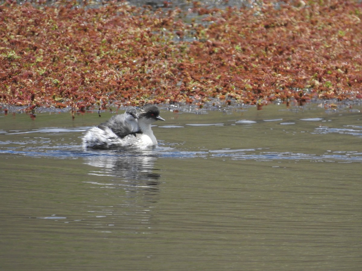 Silvery Grebe (Andean) - ML139501761