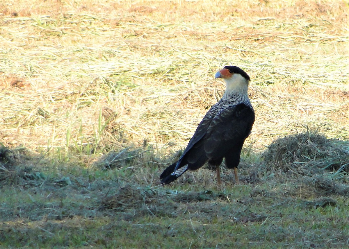 Crested Caracara (Southern) - ML139501801