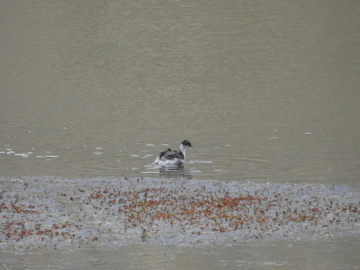 Silvery Grebe (Andean) - ML139501831
