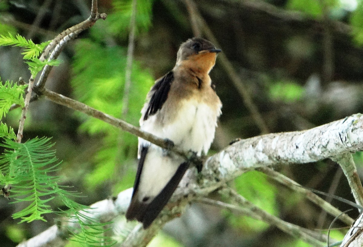 Southern Rough-winged Swallow - Elizabeth Pierobon