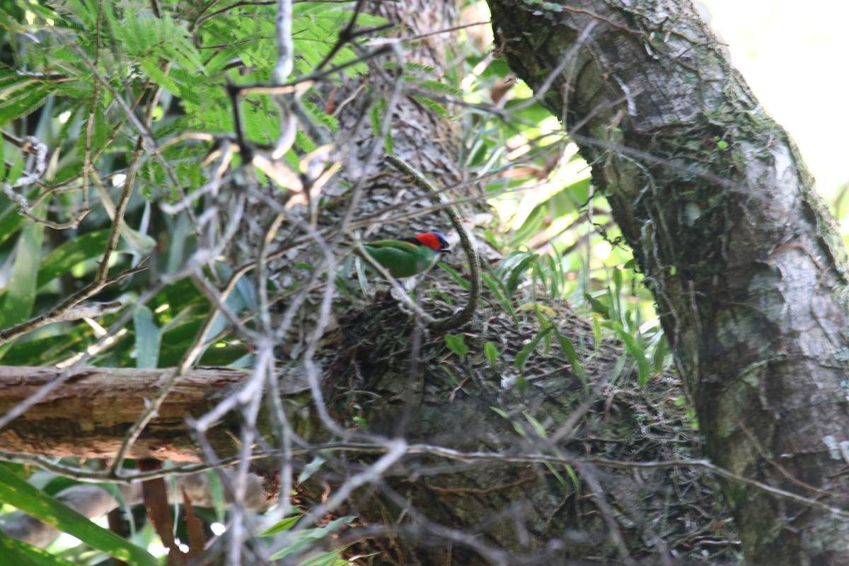 Red-necked Tanager - ML139503721