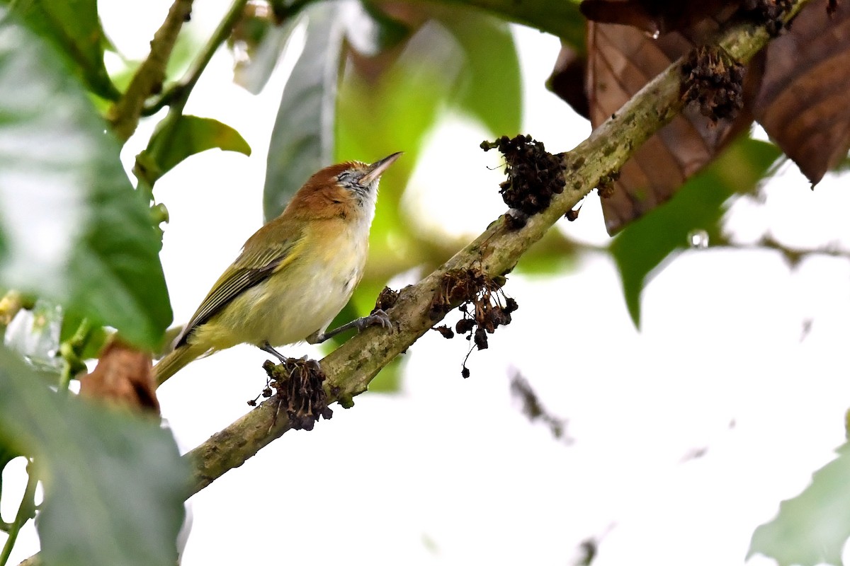 Rufous-naped Greenlet - ML139505201