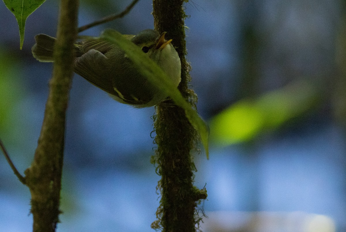 Blyth's Leaf Warbler - Joachim Bertrands