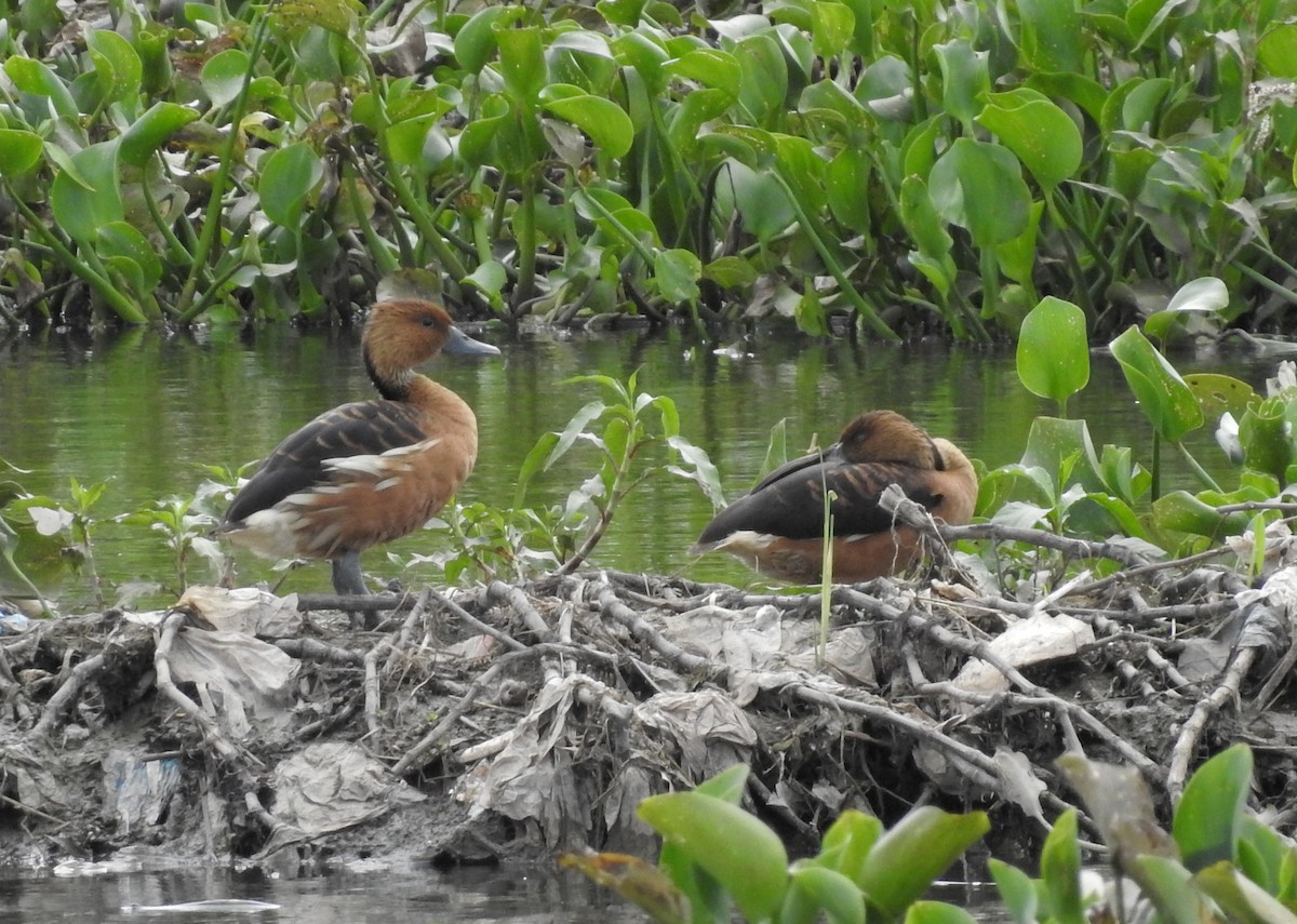 Fulvous Whistling-Duck - ML139507201