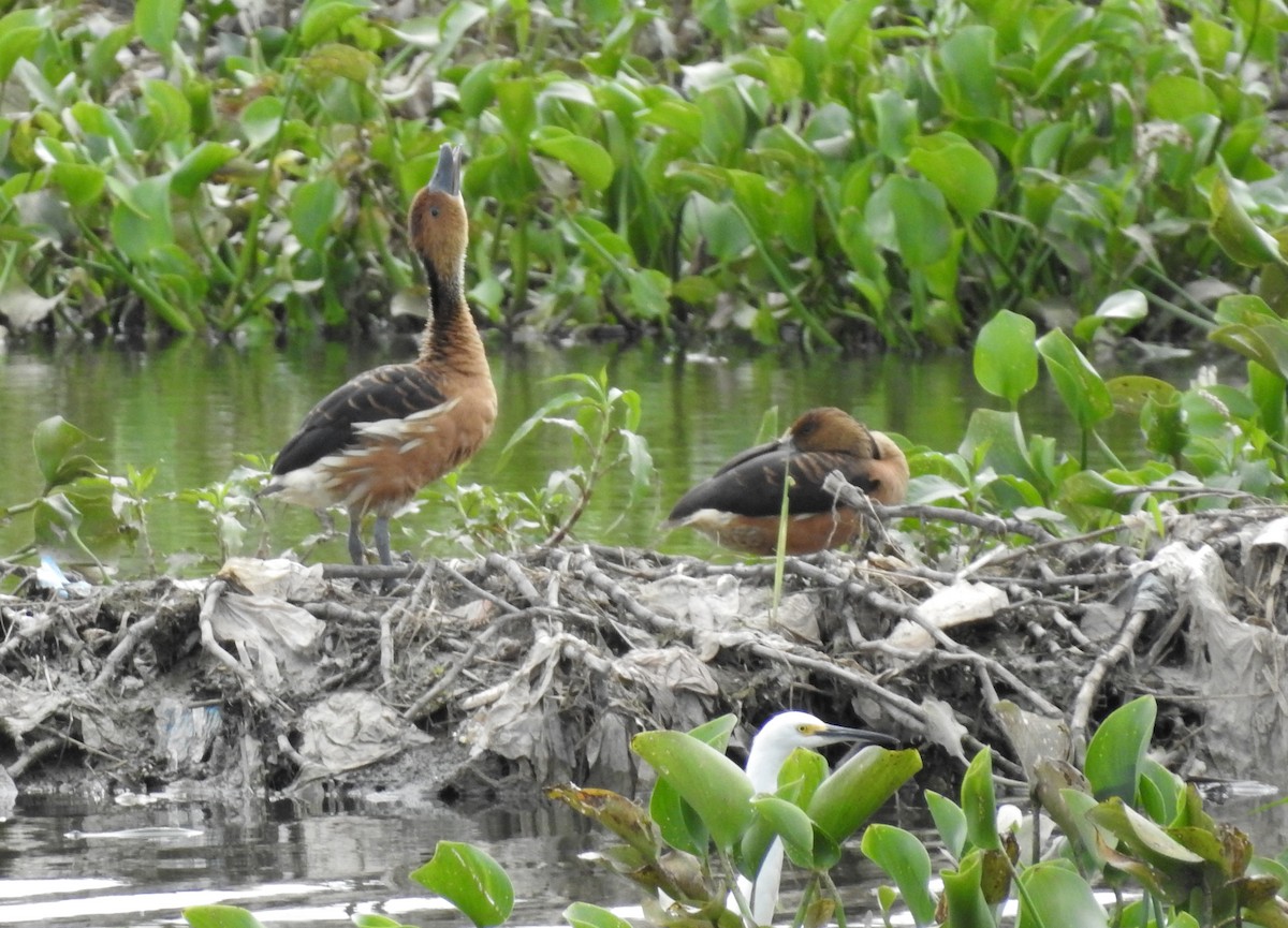 Fulvous Whistling-Duck - ML139507211
