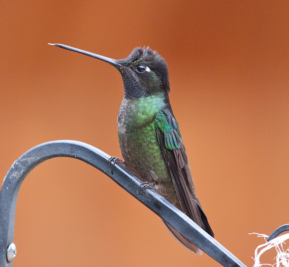 Talamanca Hummingbird - Julie MacDonald
