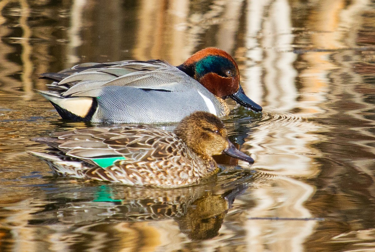 Green-winged Teal - ML139508271