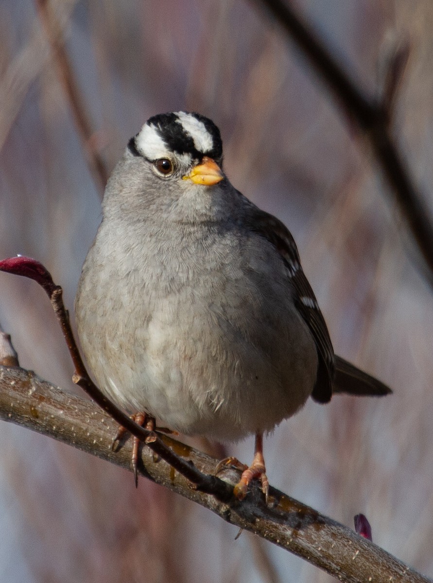White-crowned Sparrow - Ken Tweedt
