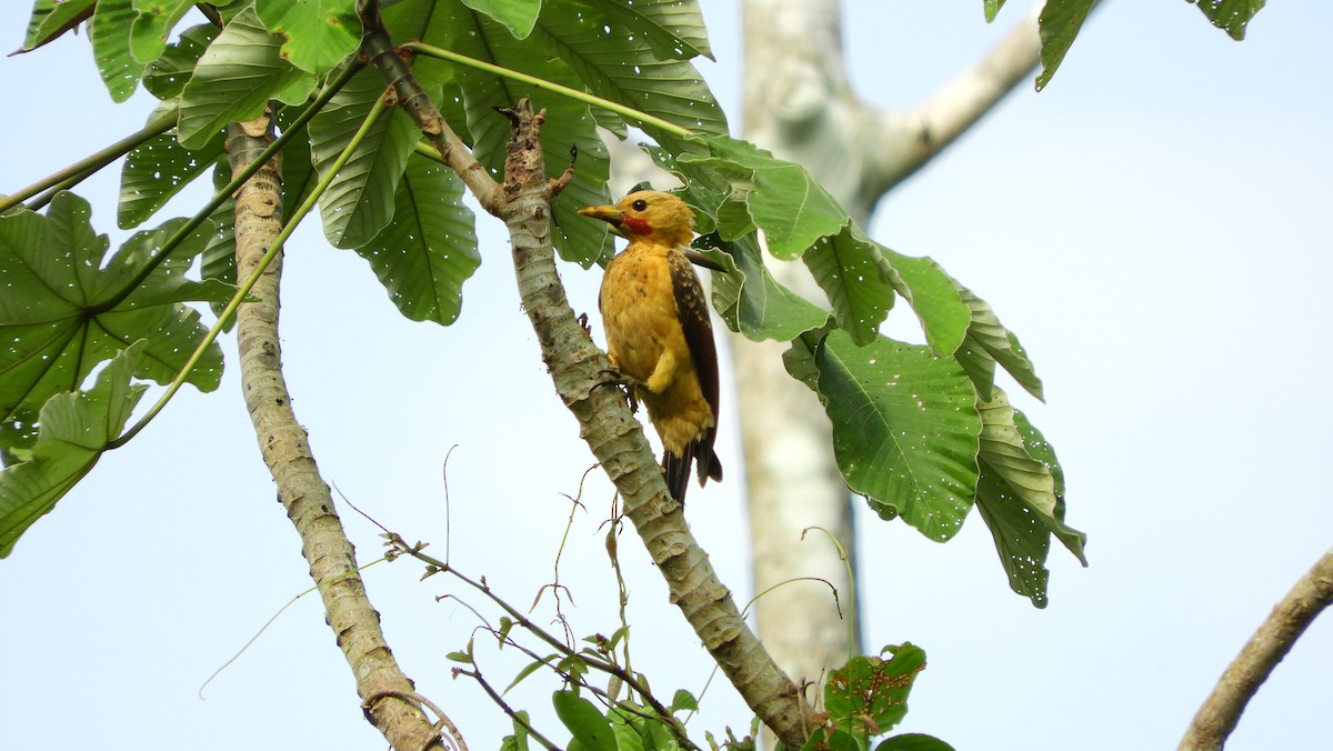 Cream-colored Woodpecker - Jorge Muñoz García   CAQUETA BIRDING