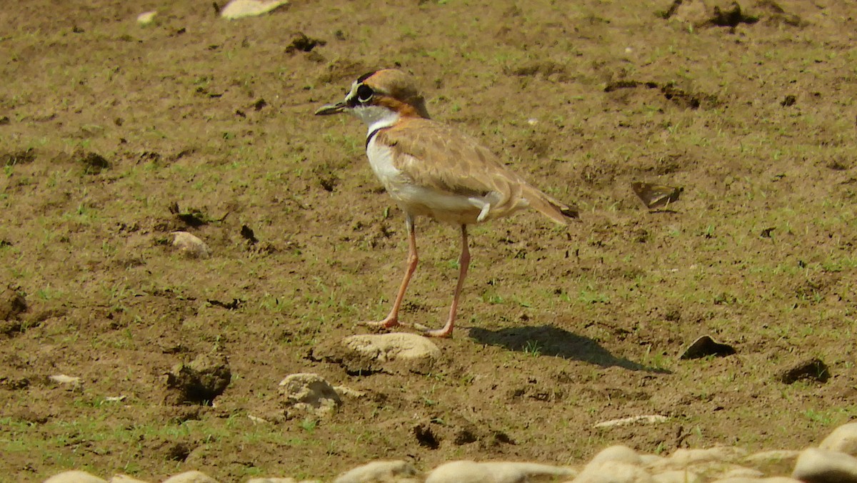 Collared Plover - ML139510411